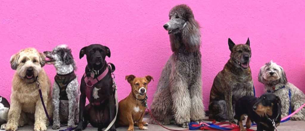 Estas son las razas de perros más caras del mundo