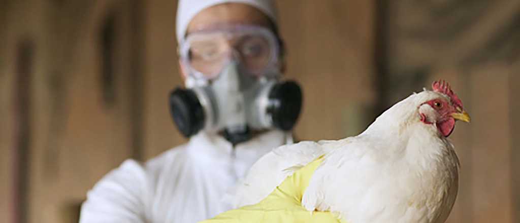 Gripe aviar: murieron 240 mil gallinas en R&iacute;o Negro y Mar del Plata