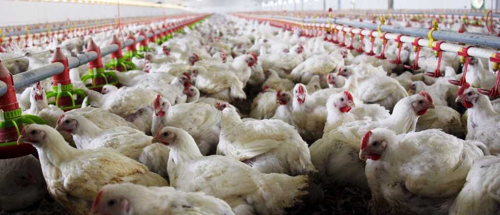Argentina suspendió las exportaciones de pollo y huevo