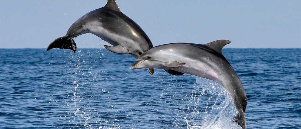 ¿Por qué los delfines necesitan gritar? 