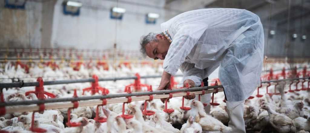 El Senasa sacrificará 180 mil pollos en la granja donde se detectó gripe aviar