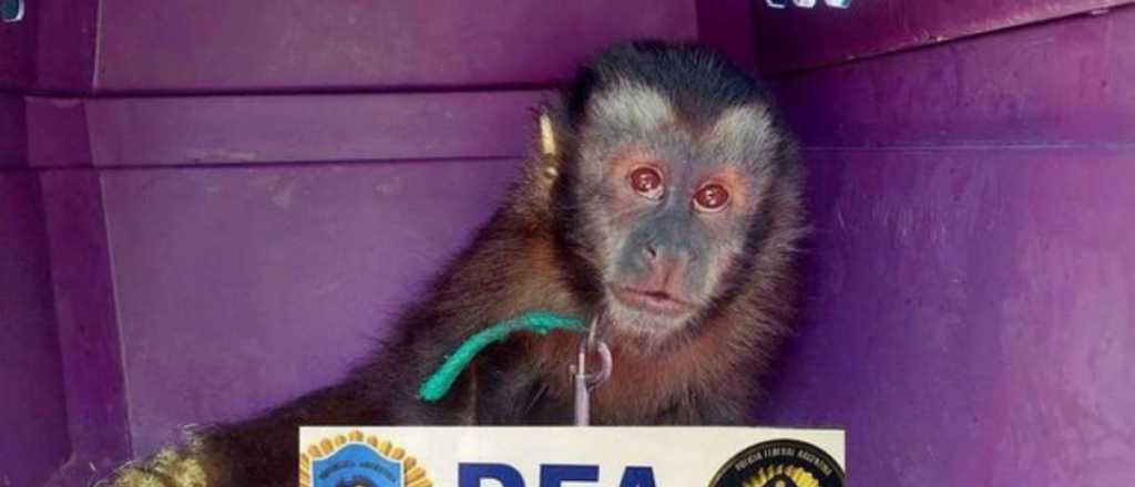 Liberaron a un mono capuchino que estaba enjaulado