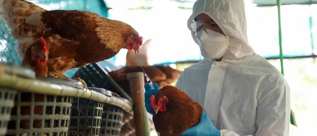Gripe aviar: el Gobierno declaró la emergencia zoosanitaria por un año