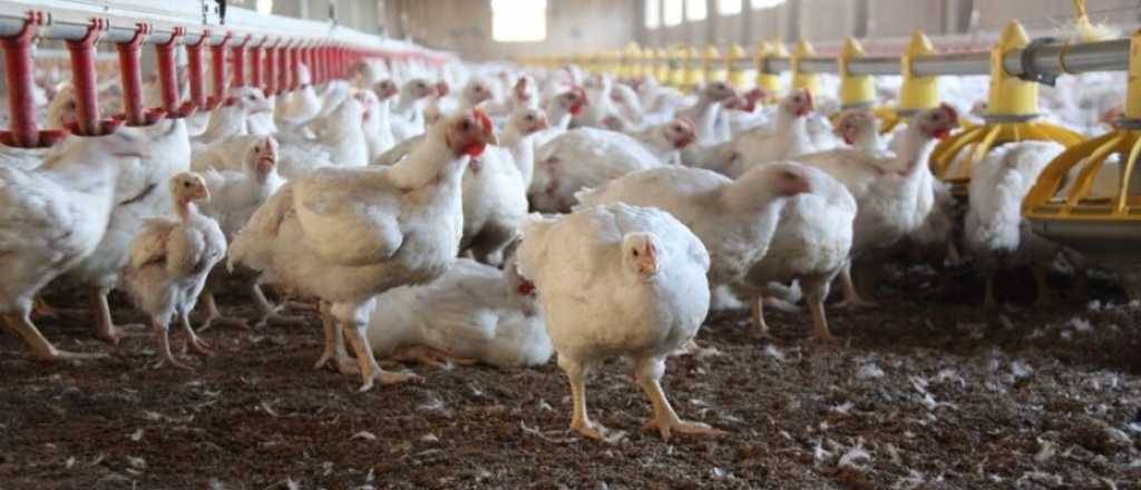 Confirman cuatro nuevos casos de influenza aviar y son 30 las detecciones
