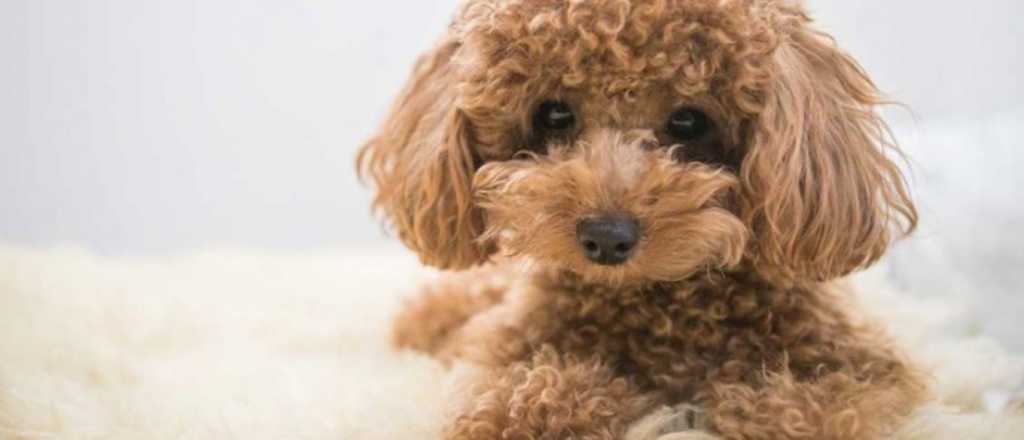 Una a una, las razas de perros m&aacute;s bonitas que existen