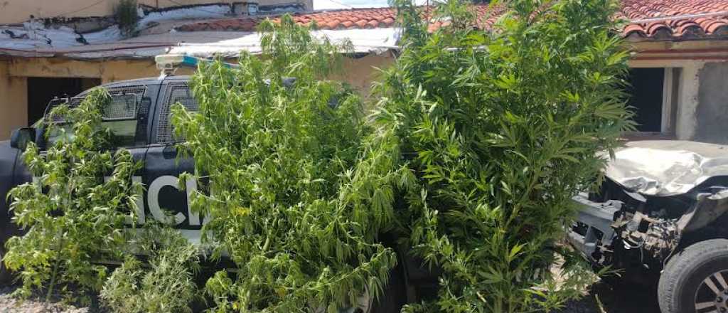 Ten&iacute;a pedido de captura y fue detenido en Tupungato con plantas de marihuana
