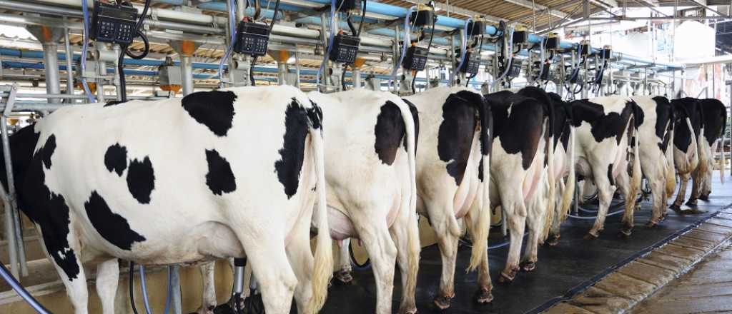 Cuál es la empresa argentina qué obtuvo el sello de bienestar animal