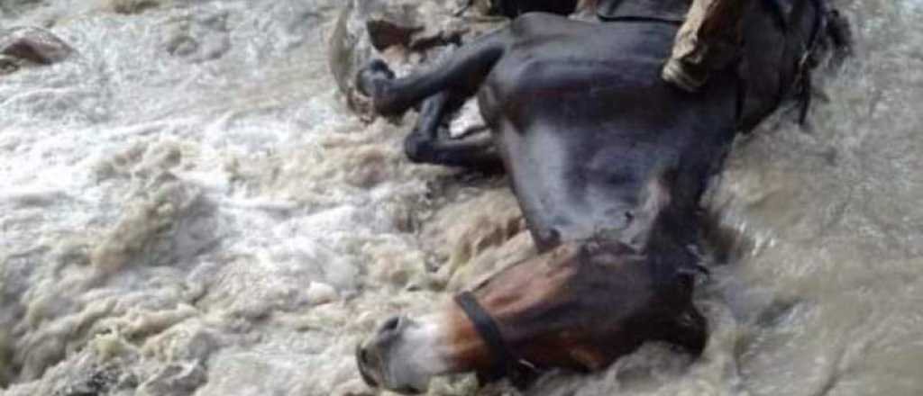 Horror en el Parque Aconcagua: denuncian el cruel estado de las mulas