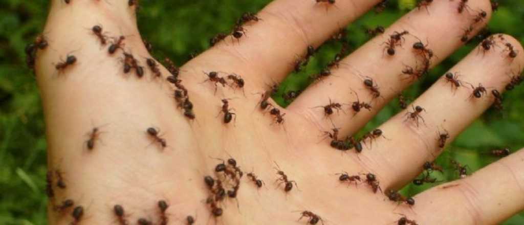 Trucos caseros para eliminar eficazmente las hormigas de tu casa