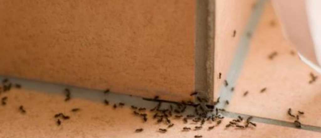 C&oacute;mo eliminar definitivamente las hormigas de tu casa
