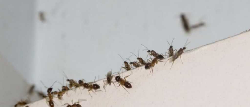 C&oacute;mo eliminar las hormigas para siempre