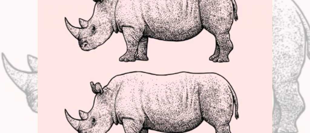 Acertijo visual: ¿Cuál de los tres animales es diferente en la imagen?