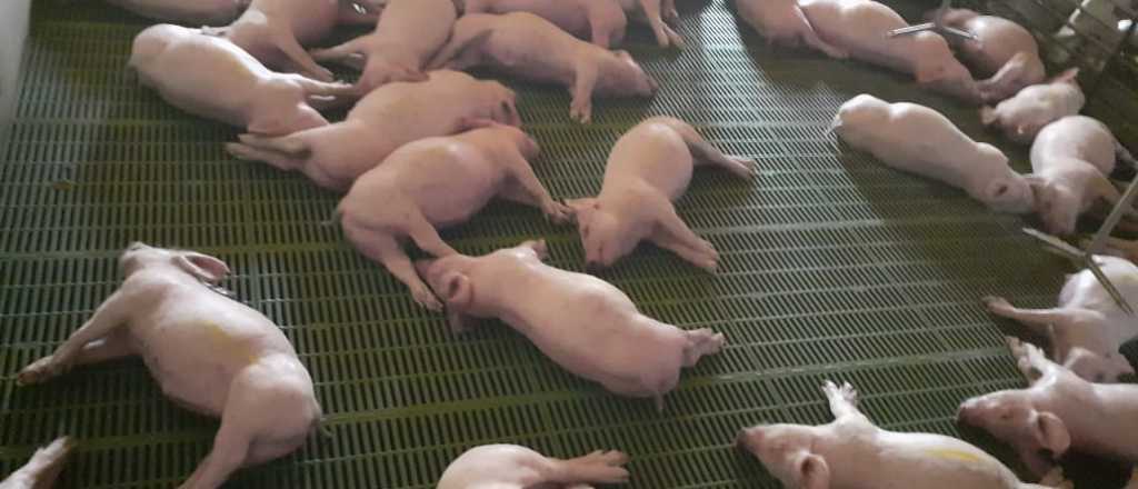 Más de 500 cerdos muertos por un corte de luz durante la lluvia en San Rafael