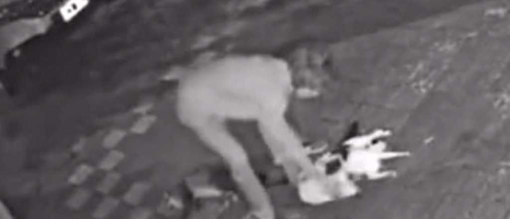 Video: asesina gatos y los deja en las veredas de su barrio en Mar del Plata