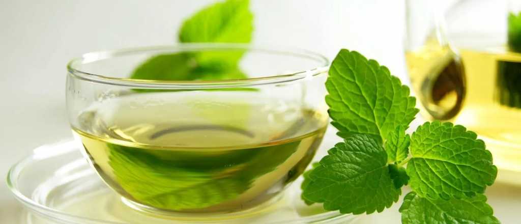 Té de boldo: para qué sirve y cuáles son los beneficios