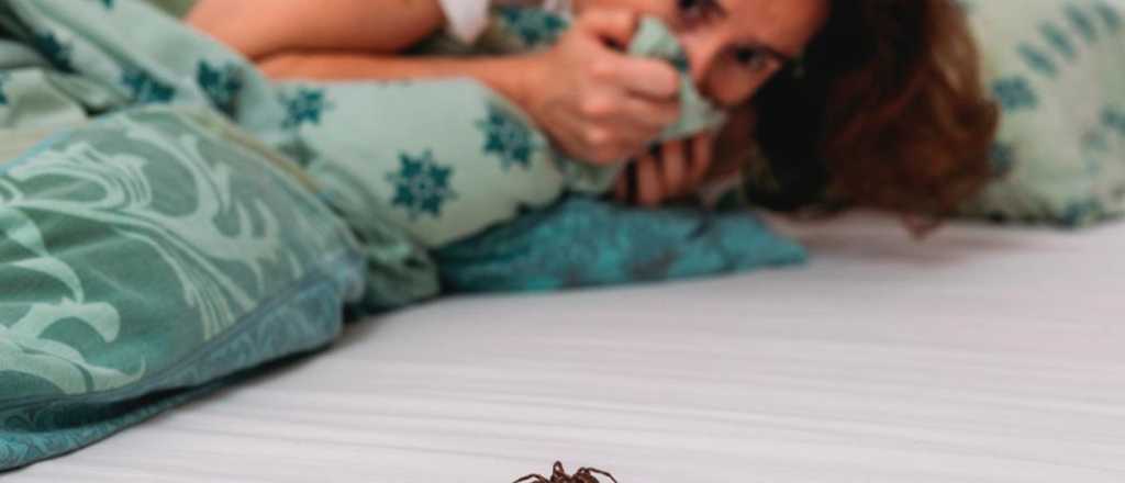 Los trucos infalibles para espantar a las arañas de tu casa