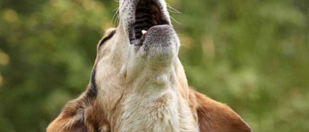 Estas son las 5 razas de perros más ruidosas que existen