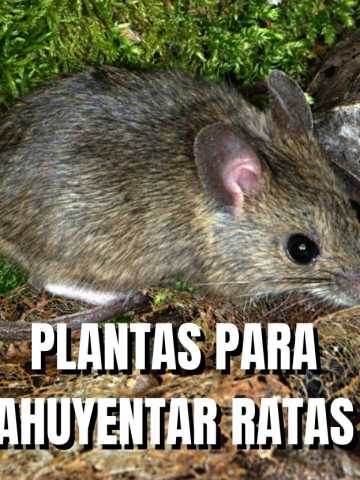 Ratas : 5 reconocidas plantas para ahuyentarlas - Noticias de El Salvador