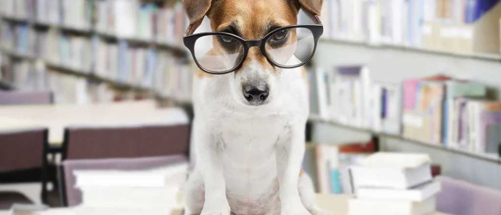 &iexcl;Sorprendente! Los perros detectan a los humanos que mienten