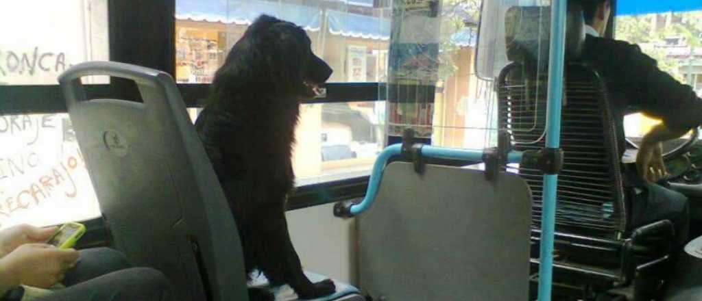 En Rosario, los perros y gatos podrán viajar en colectivo