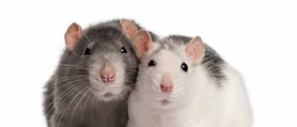 Esta es la rata m&aacute;s tierna: come fideos como una persona