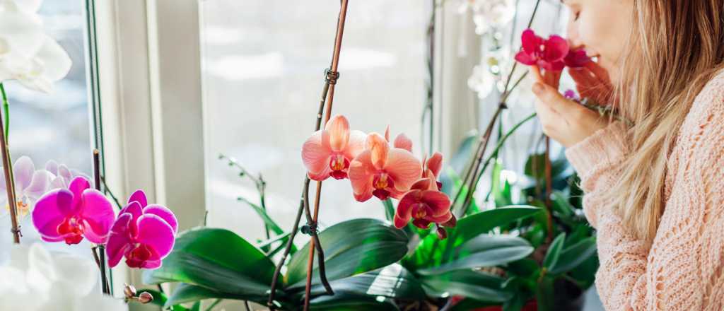 Decoración: las 7 mejores orquídeas para el interior 