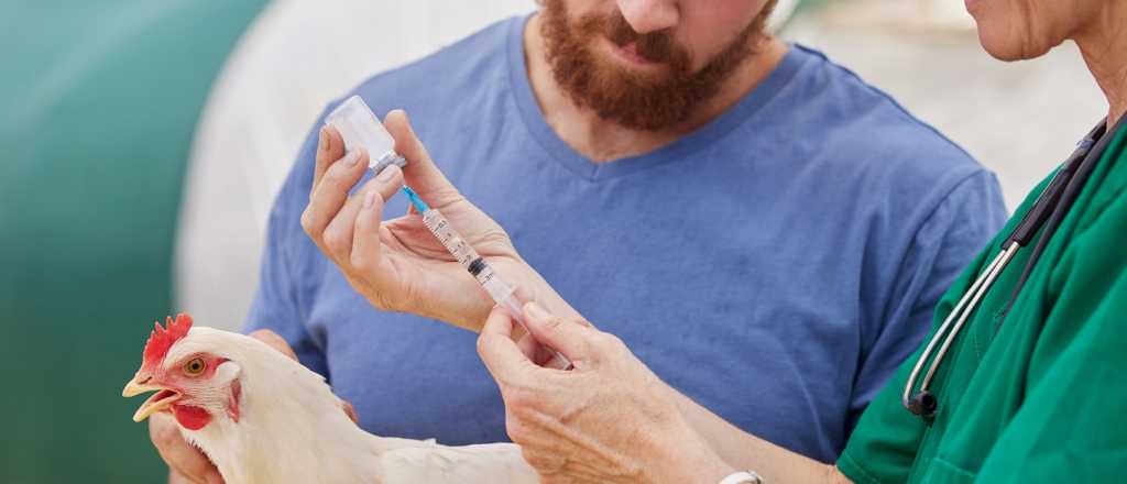 Chile confirm&oacute; primer caso de gripe aviar en humanos: el paciente est&aacute; grave