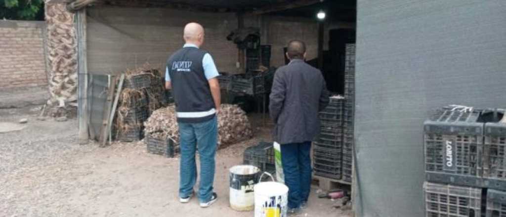 La AFIP incautó 75 toneladas de ajo en Guaymallén