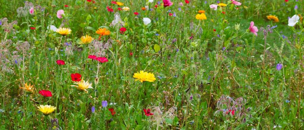 C&eacute;sped japon&eacute;s: qu&eacute; es y c&oacute;mo cuidarlo