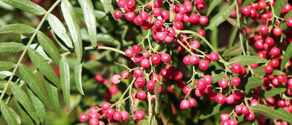 Un &aacute;rbol aut&oacute;ctono de Mendoza sirve para repeler mosquitos y evitar el dengue