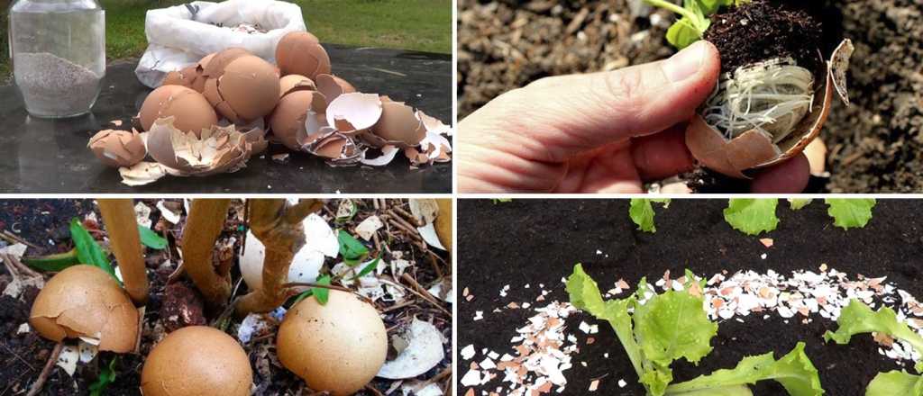 ¡Un aliado para tu jardín!: cáscaras de huevo, un potente fertilizante