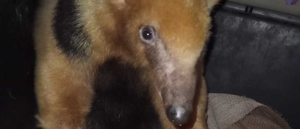 Video: ¿Un oso hormiguero en Santa Rosa, Mendoza?