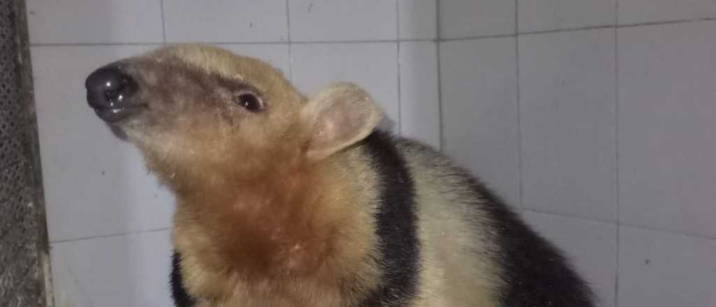 El oso hormiguero "Mat&iacute;as Ram&oacute;n" est&aacute; mejor y pronto volver&aacute; a viajar