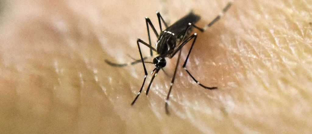 Mendoza confirma un caso de dengue sin antecedente de viaje