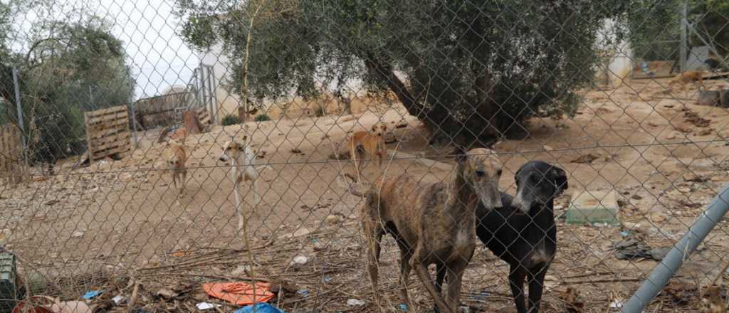 Un ni&ntilde;o de 5 a&ntilde;os est&aacute; grave en el Notti tras ser atacado por una jaur&iacute;a en Rivadavia