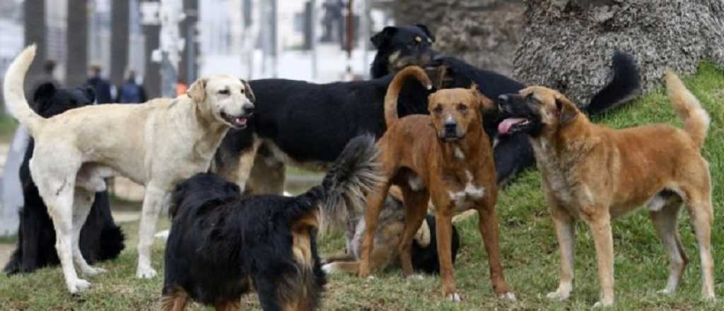El dueño de los perros de Rivadavia: "Si tengo que ir preso, iré preso"