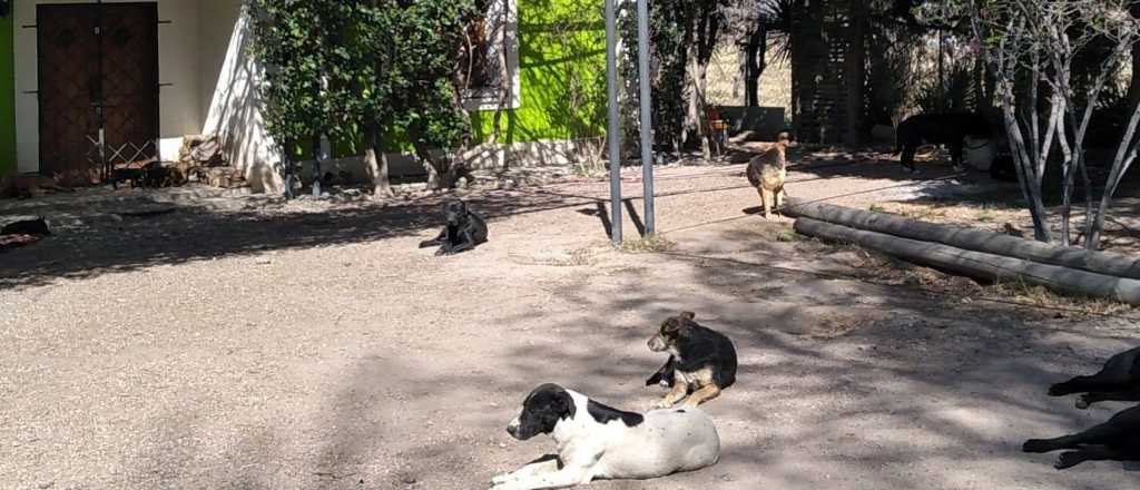 Audio: detuvieron en vivo al due&ntilde;o de los perros que atacaron a un ni&ntilde;o