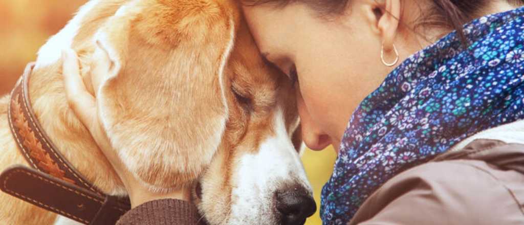 Los perros pueden detectar el estrés: ¿Cómo lo hacen?