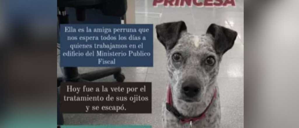 Buscan a "Princesa", la mascota perdida del Ministerio Público Fiscal