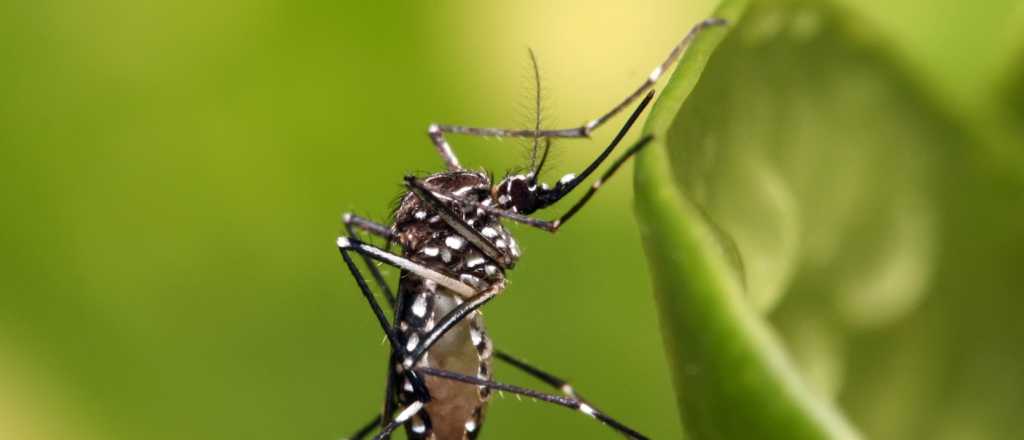 El Dengue ya está en Mendoza: advertencias de las autoridades sanitarias