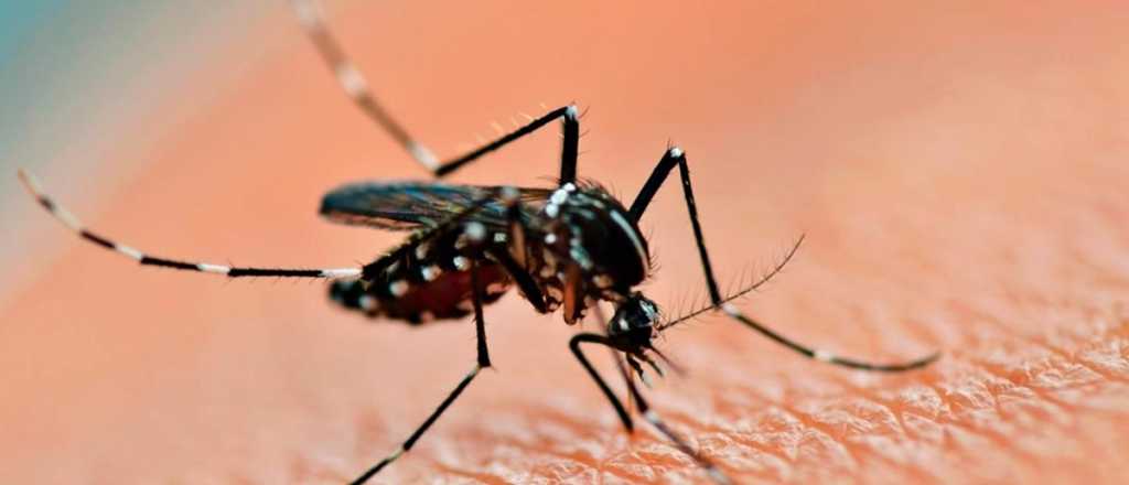 Dengue: desde cuándo estará disponible la vacuna en el país