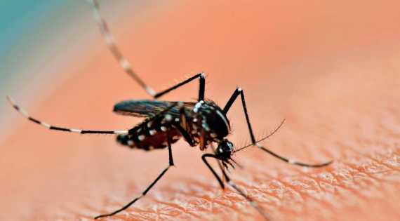 Mendoza puede esterilizar al mosquito del dengue, falta el aval nacional -  Mendoza Post