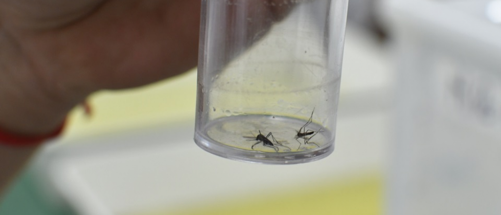 Mendoza planea "castrar" mosquitos para combatir el dengue