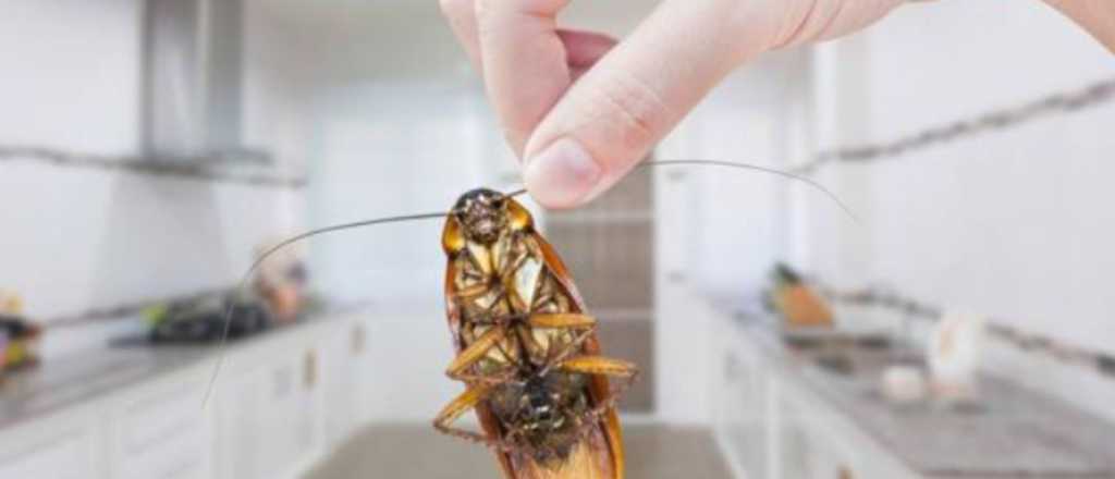 Cucarachas: el veneno ecol&oacute;gico con el que podr&aacute;s alejarlas de tu casa