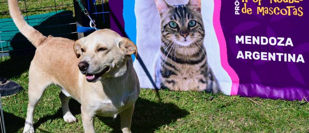 Godoy Cruz lanzó una novedosa plataforma para adoptar mascotas