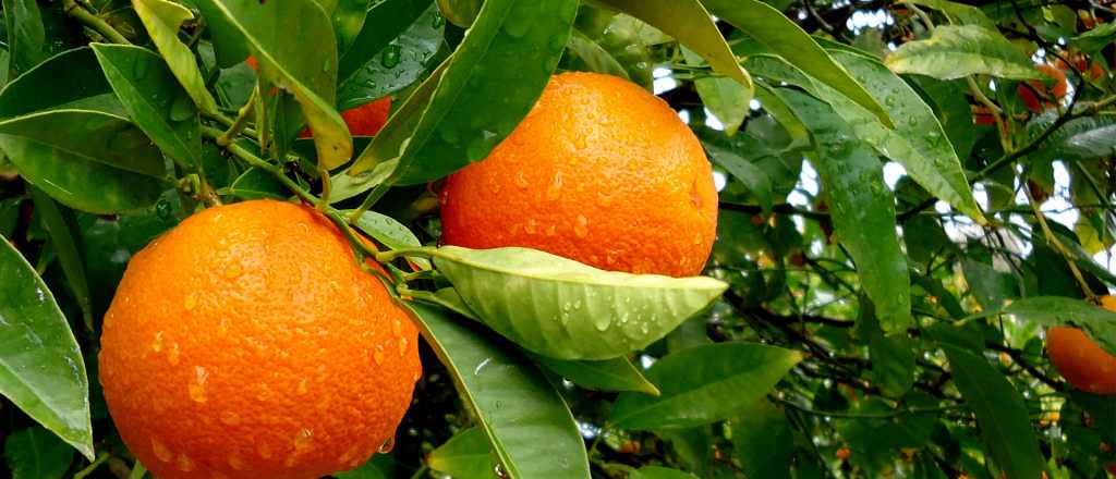 Esta "superverdura" tiene más vitamina C que las naranjas