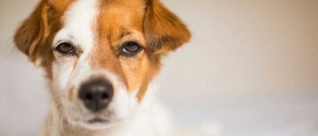 Diez cosas que los perros odian de los humanos