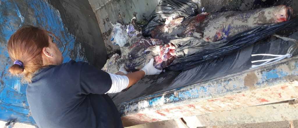 M&aacute;s casos de venta de carne podrida en Mendoza