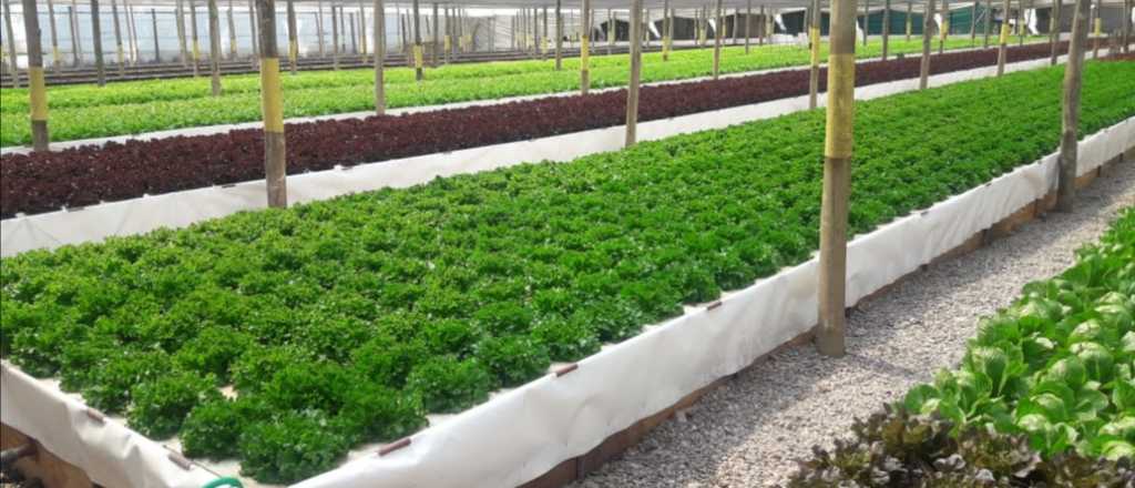 Lechugas hidropónicas alta gama: de Guaymallén a todo el país