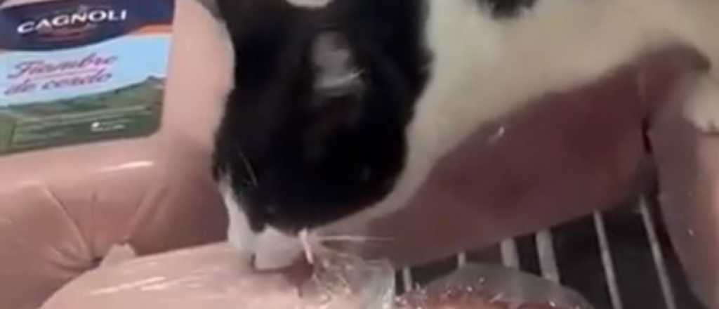 Video: grabaron a un gato comiendo jamón en un local y los clausuraron